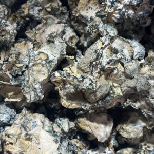 Enigma Magic Mushrooms